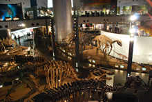 福井県立「恐竜博物館」