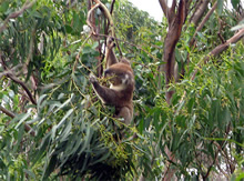 好物のユーカリを一生懸命食べる野生のコアラ