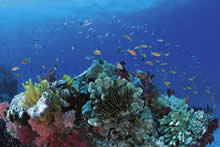 温かい海に育つ珊瑚礁