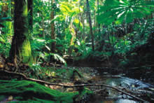 湿潤な環境下で形成される熱帯雨林