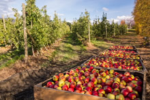 タスマニアは世界有数のリンゴ生産地　© Tourism Tasmania & Nick Osborne