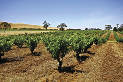 南オーストラリア州のワイン生産量は国内随一　© South Australian Tourism Commission
