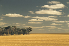 「ウィートベルト」と呼ばれる小麦生産地帯（© Tourism Western Australia）