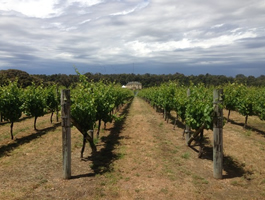 南西部のワイン産地（© Tourism Western Australia）