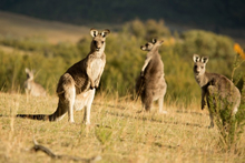平原を占拠するカンガルーの群れ　© Visit Canberra