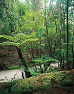 様々な植物が構成するフレーザー島の亜熱帯雨林　© Queensland Government