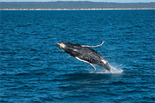 クジラの子育てシーズンには、ホエールウォッチングも盛ん　© Tourism and Events Queensland/Darren Jew