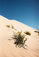 砂漠地帯に降ったわずかな雨で花を咲かせるワイルドフラワー（© Destination NSW）