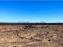 大半を焼失し、真っ黒になった木が残るフリンダースチェイス国立公園　© Miki Hirano
