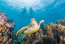 レディエリオット島はウミガメの産卵地としても知られる ©Tourism and Events Queensland