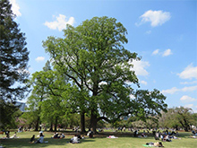 巨樹と芝生広場