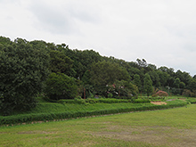 武蔵野公園から国分寺崖線を望む