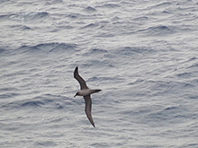南緯55度くらいの海洋を飛んでいたハイイロアホウドリ