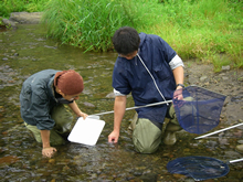 河川水生生物調査