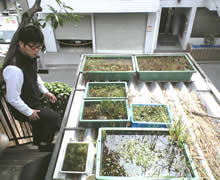 事務所の屋上で地域の水生植物を増やす