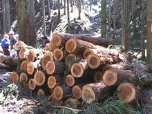 間伐の際に倒された木々