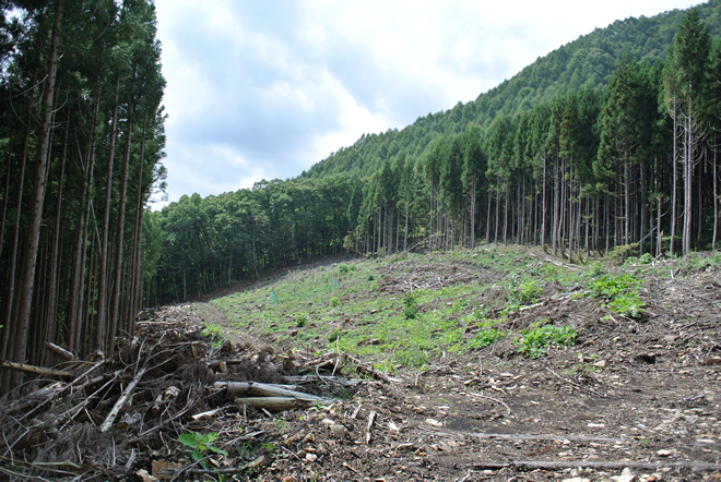 単一樹種の人工林から多様な樹種の自然林への移行を検証。伐採方法や自然林からの距離による広葉樹の進入状況を調べている