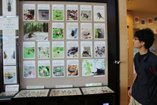 箱根ビジターセンターで展示されている昆虫標本。須田さんがこれまで捕りためてきたコレクションの一部を公開。壁麺面には、箱根で見られる昆虫たちの写真をパネルにして解説。