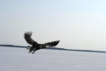 結氷した湖の岸に輸送ケージを置いて、そっと扉を開いて、放鳥。勢いよく飛びだしていくオオワシ。（写真提供：猛禽類医学研究所）