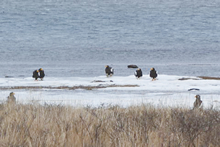 北海道東部の野外調査で観察したオオワシたち。凍り始めた岸辺にずらりと並ぶ。（写真提供：猛禽類医学研究所）