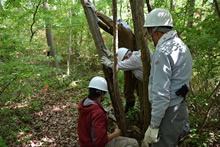 森林整備の作業。維持管理などの作業では、チェーンソーを使っている。間伐など立木を切ることはまだないというが、掛かり木などの処理はある。一方、イベントの森林整備プログラムでは、原則としてノコギリと剪定バサミでできる作業だけをお願いしている。