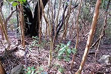 “田原の屋久島コース”は、屋久島にある西部林道の森とよく似た雰囲気の緑濃い照葉樹林が広がる。