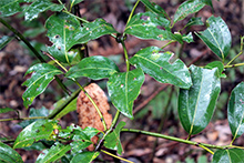 渥美半島の照葉樹林を代表する樹木の一つ、ヤブニッケイ。クスノキ科で葉っぱを揉みしだくとツンとした香気が漂う。
