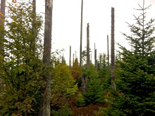 20年前に木食い虫の大被害にあったバイエルン州国立公園。枯れた木の下から次の世代の木々が天然更新して生長している。