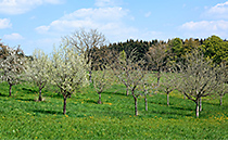 高木の果樹の草地　─多様な生態系を生み出す南西ドイツの伝統的な農耕景観