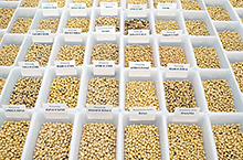 「大豆実験1000の菜園」事業で収穫された交配種の大豆　©Taifun-Tofu GmbH