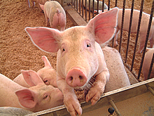 くいまーるプロジェクトのエサで育てられている豚。