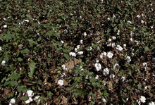 オーガニック栽培している綿花畑