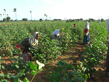インド：綿の種栽培地で受粉作業をして働く女の子たち