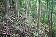 桑の木山という地名の通り、かつてはオガサワラグワで覆われていたと思われる母島のこの森は今やアカギの純林といってもいいほどアカギに覆われている。写真はボランティアのアカギ駆除の様子