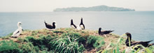 1998年頃までは、母島・南崎で営巣するカツオドリがたくさん見られました（撮影:阿部知子）