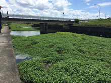 河道を閉塞する勢いで繁茂するオオバナミズキンバイ