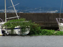 ヨットを飲み込む勢いで生育するオオバナミズキンバイ（写真提供：中井克樹）