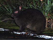 アマミノクロウサギ（環境省）