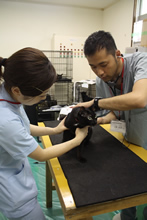 健康診断を受ける愛猫。このあとマイクロチップを挿入してもらった（2009年母島）。撮影：有川美紀子