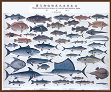 日本重要水産動植物之図