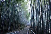 吉野ヶ里フットパスコースの竹林。