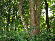 ナラ枯れの被害を受けた幹には多数の小さな穴が見られる