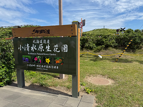 小清水原生花園で「食べられる植物」を探す体験。