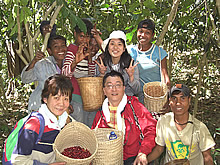 東ティモール：コーヒー生産者と触れ合う旅。完熟したコーヒー豆がこんなにたくさん摘めました。
