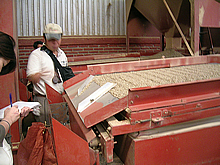 集荷所でパーチメント（薄皮）をむかれ、不良豆を取り除き、サイズ分けされて麻袋に。