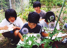 2000年ヒゴタイの花観察