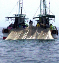 瀬戸内海、伊吹島のいりこ漁