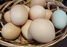 烏骨鶏、黒・翡翠鶏、ネラ、星野ブラック、アローカナかなり個性的な卵たち