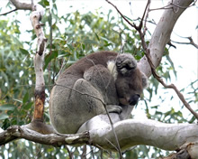 オーストラリアの固有種コアラ