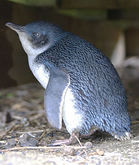 ペットに襲われて営巣地が消滅し始めているシドニーのペンギン